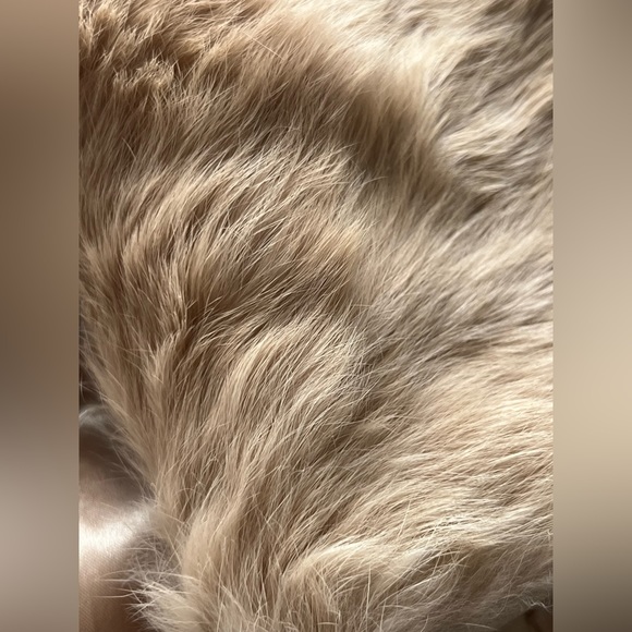 Coat - Picture 9 of 16